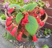 Kohleria rosie