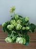 Island Rose