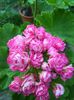 Australian Pink Rosebud