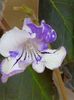 thumbnail (4)