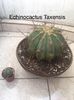 ECHINOCACTUS 1