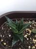 Haworthia Limifolia 