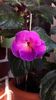Arleta Blue