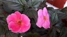Arleta Pink