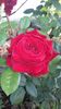 Dame de coeur