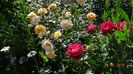 Rose de Gerberoy