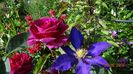 Blackberry si Daniel Deronda