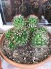 Mammillaria carnea 
