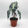 Alocasia Polly 2
