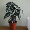 Alocasia Polly