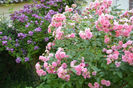 Pink Grootendorst si Veilchenblau