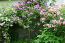 Veilchenblau si Pink Grootendorst