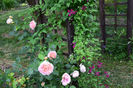 Abraham Darby si Mme Correvon