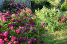 Blue Magenta
