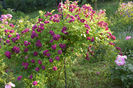 Blue Magenta