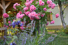 Nepeta si pomisor Rosarium Ueterson