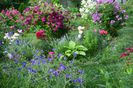 Geranium Eureka Blue si Noble Antony