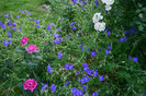Noble Anthony si geranium Eureka Blue