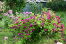 Blue Magenta