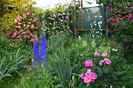 Dorothy , Sibelius, Fantin Latour, Perrenial Blue, Gipsy Boy