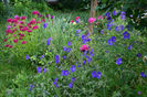 Garofite turcesti si geranium Eureka Blue