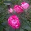 belle d"espinouse