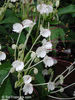 Clerodendrum incisum