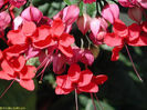 clerodendrum speciosum