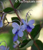 Clerodendrum ugandense