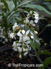 Clerodendrum wallichii