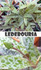 xledebouria900x1500.jpg.pagespeed.ic.Kinc4eddlz