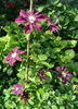 clematita