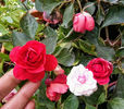 Impatiens
