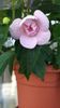 Double pink rose