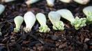 Diferite soiuri de Echeveria pui