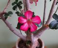 Adenium obessum