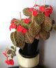 Episcia Tiger Stripe