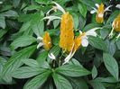 Pachistachis lutea flori