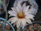Wilcoxia leucantha albiflora