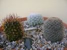 Grup de 3 Mammillaria