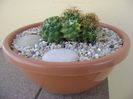 Mammillaria polythele cv. Stachellos & Mammillaria polythele ssp. obconella