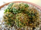 Mammillaria polythele cv. Stachellos & Mammillaria polythele ssp. obconella