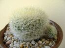 Notocactus graessneri (Parodia haselbergii subs. graessneri) ??