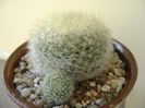 Notocactus graessneri (Parodia haselbergii subs. graessneri) ??