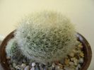 Notocactus graessneri (Parodia haselbergii subs. graessneri) ??