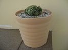 Rebutia krainziana