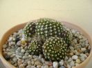 Rebutia krainziana