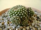 Rebutia krainziana