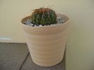 Parodia werneri (Notocactus uebelmannianus)