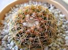 Parodia werneri (Notocactus uebelmannianus)